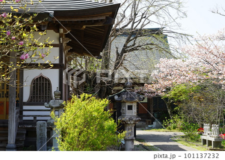 千葉県君津市のJR久留里線久留里駅近くの正源寺の桜の風景 101137232