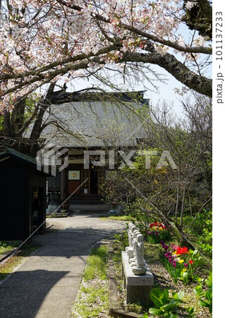 千葉県君津市のJR久留里線久留里駅近くの正源寺の桜の風景 101137233