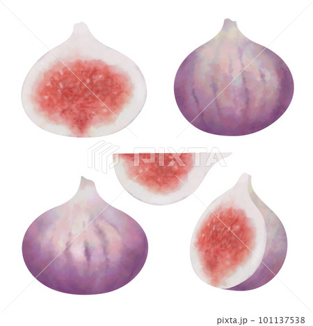 Set of watercolor vector figs. Tropical fruit illustration. Whole fruits and slices isolated on white background. 101137538