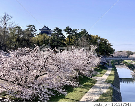 青空に映える満開の桜並木と岡崎城天守閣〈岡崎城公園/愛知県岡崎市〉 101137542
