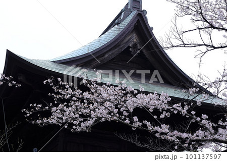 桜と寺院の門 桜と寺院の門 101137597
