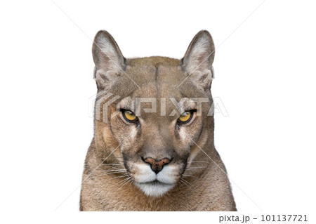 puma portrait isolated on white background puma portrait isolated on white background 101137721