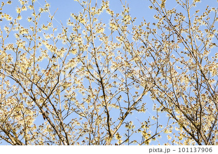 写真 春一番に咲く青空に映えるマンサクの黄色い花 写真 春一番に咲く青空に映えるマンサクの黄色い花 101137906