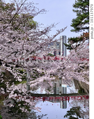 青空と満開の桜と神橋の水鏡〈岡崎城公園/愛知県岡崎市〉 青空と満開の桜と神橋の水鏡〈岡崎城公園/愛知県岡崎市〉 101137970