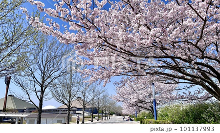 青空とアメリカフウと満開の桜並木〈岡崎中央総合公園/愛知県岡崎市〉 101137993