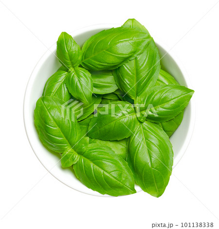 Fresh green sweet basil leaves, in a white bowl. Also known as great basil or Genovese basil, Ocimum basilicum, a culinary herb in the mint family, and a tender plant, used in cuisines worldwide. Fresh green sweet basil leaves, in a white bowl. Also known as great basil or Genovese basil, Ocimum basilicum, a culinary herb in the mint family, and a tender plant, used in cuisines worldwide. 101138338