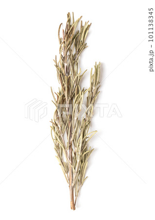 Dried rosemary sprig, from above, on white background. Rosemary branch, Salvia rosmarinus, an aromatic and evergreen shrub, with fragrant needle-like green leaves, used as medicinal and culinary herb. 101138345