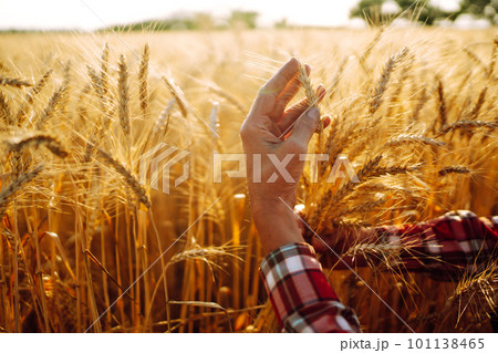 Amazing view with Man With His Back To The Viewer In A Field Of Wheat Touched By The Hand Of Spikes. 101138465