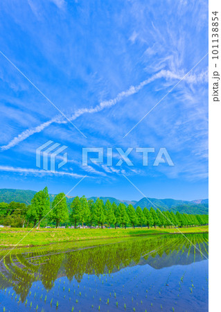 【滋賀県】5月・新緑時期のメタセコイア並木を観光 101138854