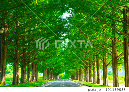 【滋賀県】5月・新緑に包まれたメタセコイア並木を観光 101139083