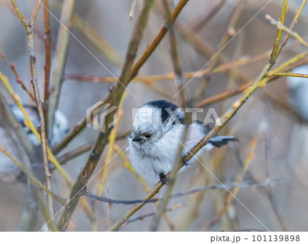 European long-tailed tit, latin name Aegithalos caudatus. A bird sitting on a branch in a deciduous forest. 101139898