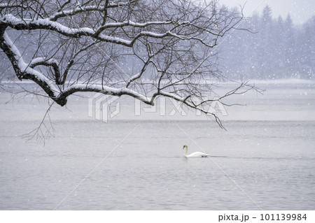 White swan swims on the lake in winter in a snowfall. Concept of the International Day of Birds. Copy space. White swan swims on the lake in winter in a snowfall. Concept of the International Day of Birds. Copy space. 101139984