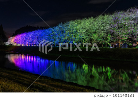 水田に映る夜桜　桜並木のライトアップ（鹿児島県姶良郡湧水町稲葉崎の国道268号沿い） 101140131