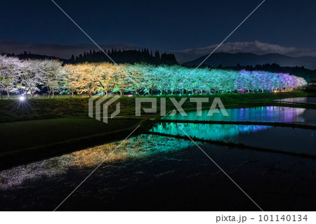 水田に映る夜桜　桜並木のライトアップ（鹿児島県姶良郡湧水町稲葉崎の国道268号沿い） 101140134