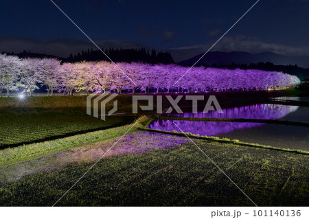 水田に映る夜桜 桜並木のライトアップ(鹿児島県姶良郡湧水町稲葉崎の国道268号沿い) 水田に映る夜桜 桜並木のライトアップ(鹿児島県姶良郡湧水町稲葉崎の国道268号沿い) 101140136