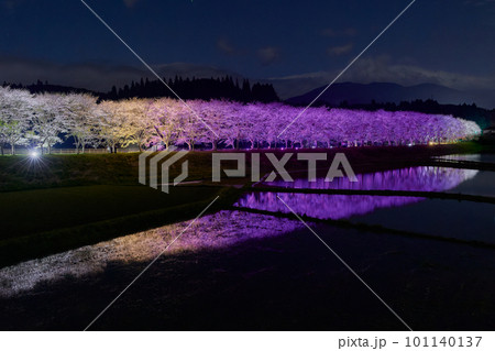 水田に映る夜桜 桜並木のライトアップ(鹿児島県姶良郡湧水町稲葉崎の国道268号沿い) 水田に映る夜桜 桜並木のライトアップ(鹿児島県姶良郡湧水町稲葉崎の国道268号沿い) 101140137