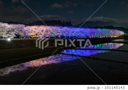 水田に映る夜桜 桜並木のライトアップ(鹿児島県姶良郡湧水町稲葉崎の国道268号沿い) 水田に映る夜桜 桜並木のライトアップ(鹿児島県姶良郡湧水町稲葉崎の国道268号沿い) 101140143