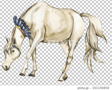 Watercolor hand drawn circus white horse on the white background. Horse illustration. Watercolor painting of a galloping horse. Perfect for greetings card, poster, invitation and party decoration. Watercolor hand drawn circus white horse on the white background. Horse illustration. Watercolor painting of a galloping horse. Perfect for greetings card, poster, invitation and party decoration. 101140850