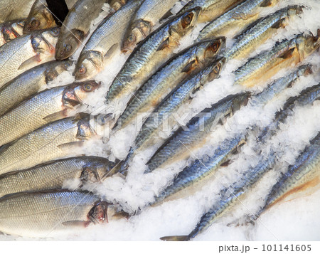 Fish shop. Sale of mackerel. Sea fish. Chilled mackerel on the counter. Fish in ice. Meat products Fish shop. Sale of mackerel. Sea fish. Chilled mackerel on the counter. Fish in ice. Meat products 101141605
