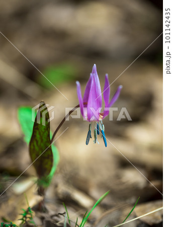 Spring forest flower European kandyk or fang blooms beautifully in the shade of forest trees. 101142435