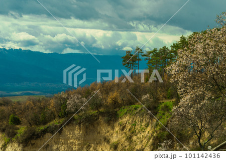 Flowering of dogwood and apple tree in early spring in sandy rocks near Melnik Bulgaria 101142436