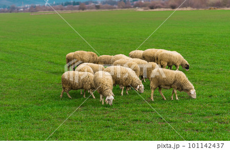 Sheep and rams graze on a green meadow 101142437