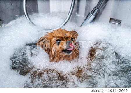 Little funny spitz in the spa salon. Dog care. The animal takes a bath. 101142642