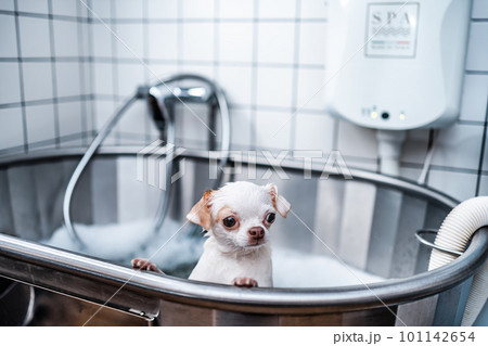 A little white chihuahua takes a bubble bath in a spa salon. Pet care. 101142654