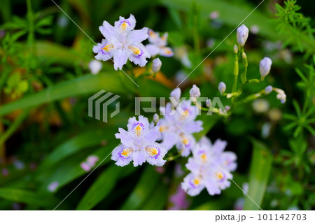 野に咲く薄紫色の花 野に咲く薄紫色の花 101142703