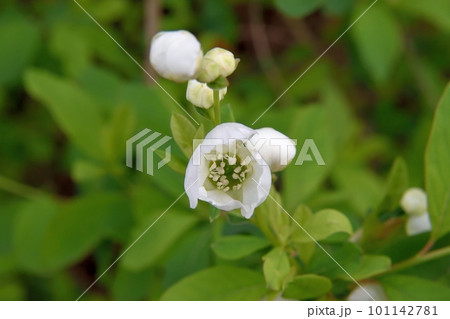 リキュウバイの花 リキュウバイの花 101142781