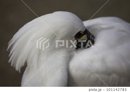 クロツラヘラサギのポートレート画像 クロツラヘラサギのポートレート画像 101142783