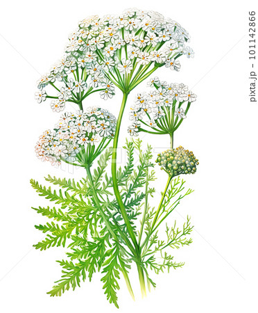 Yarrow (Achillea millefolium) plant isolated on white background. Generative AI illustration in realistic watercolor 101142866