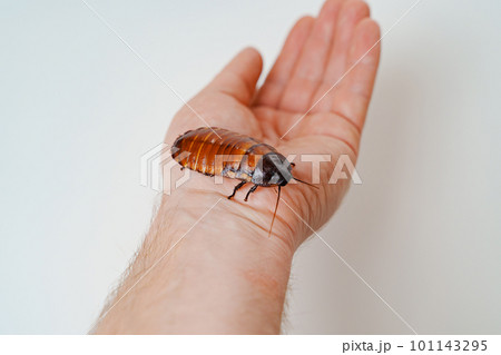 a man holds in hand a large hissing Madagascar cockroach on a white background 101143295