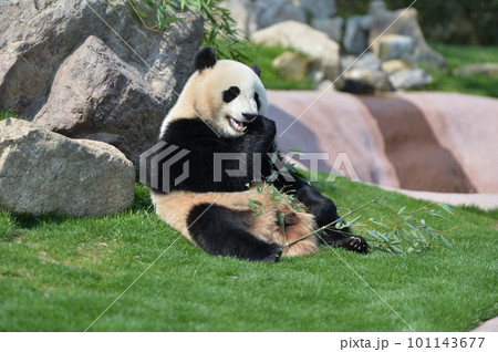 おいしそうに竹を食べる優浜 101143677