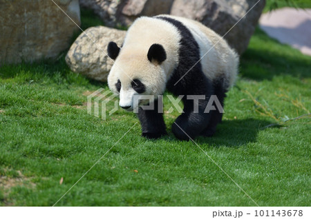 お散歩中の優浜 101143678