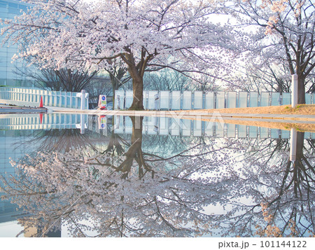 新潟市　りゅーとぴあの満開の桜 101144122