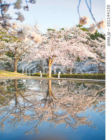 新潟市　りゅーとぴあの満開の桜 101144130