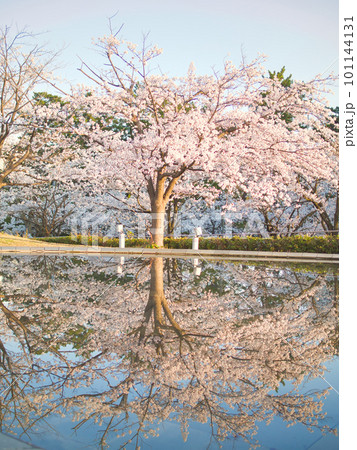 新潟市　りゅーとぴあの満開の桜 101144131