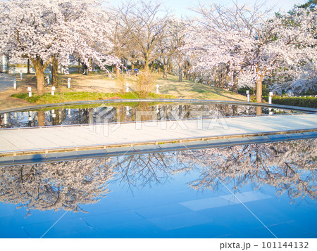 新潟市　りゅーとぴあの満開の桜 101144132