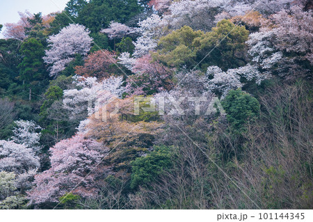 三重県志摩の二見浦の山に咲く山桜 三重県志摩の二見浦の山に咲く山桜 101144345