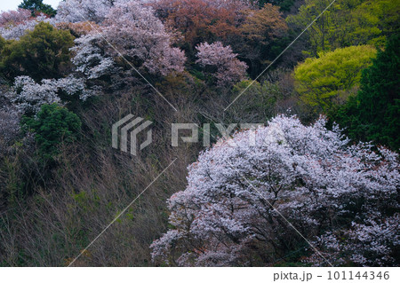 三重県志摩の二見浦の山に咲く山桜 101144346