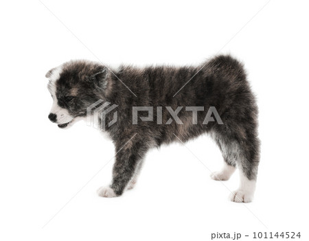 Cute Akita inu puppy on white background. Friendly dog 101144524