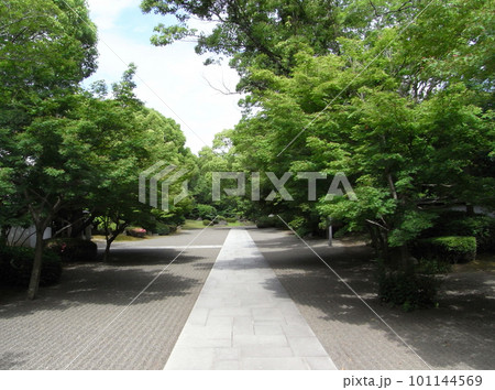 熊本城の一本道 101144569