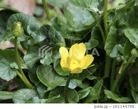 ヒメリュウキンカン 101144700