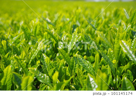 輝く新茶畑【伊勢茶・水沢地区】 101145174
