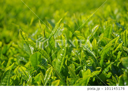 輝く新茶畑【伊勢茶・水沢地区】 101145176