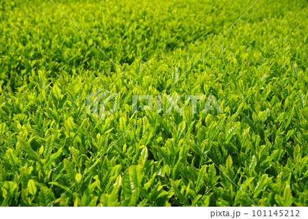 輝く新茶畑【伊勢茶・水沢地区】 輝く新茶畑【伊勢茶・水沢地区】 101145212