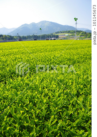 鈴鹿山麓に広がる新茶畑【伊勢茶・水沢地区】 101145673
