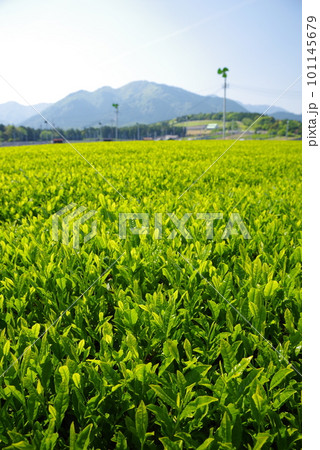 鈴鹿山麓に広がる新茶畑【伊勢茶・水沢地区】 鈴鹿山麓に広がる新茶畑【伊勢茶・水沢地区】 101145679