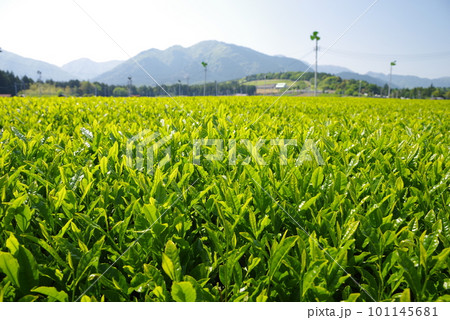 鈴鹿山麓に広がる新茶畑【伊勢茶・水沢地区】 101145681